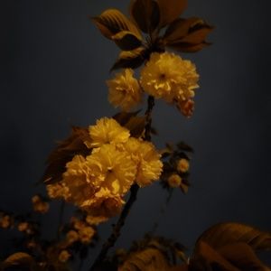 Meet your Posher, Lou